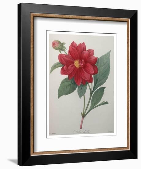 Dahlia-Pierre-Joseph Redoute-Framed Premium Giclee Print