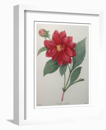 Dahlia-Pierre-Joseph Redoute-Framed Premium Giclee Print