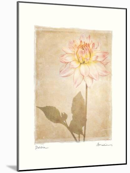 Dahlia-Amy Melious-Mounted Art Print