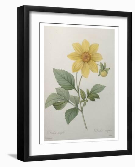 Dahlia-Pierre-Joseph Redoute-Framed Art Print