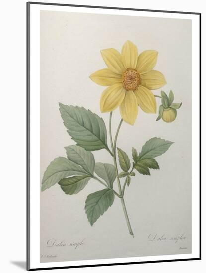 Dahlia-Pierre-Joseph Redoute-Mounted Art Print