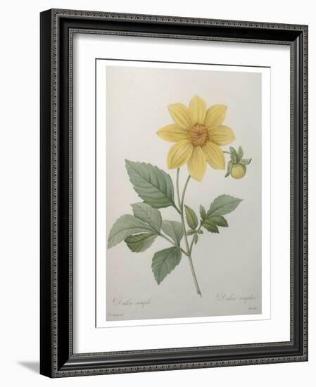 Dahlia-Pierre-Joseph Redoute-Framed Art Print