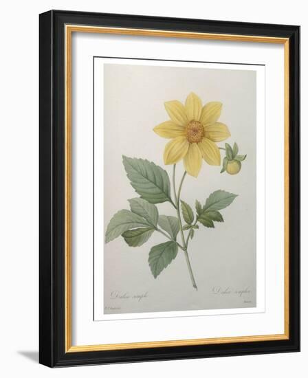 Dahlia-Pierre-Joseph Redoute-Framed Art Print