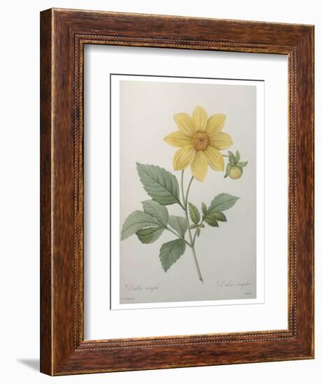 Dahlia-Pierre-Joseph Redoute-Framed Premium Giclee Print