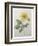 Dahlia-Pierre-Joseph Redoute-Framed Art Print