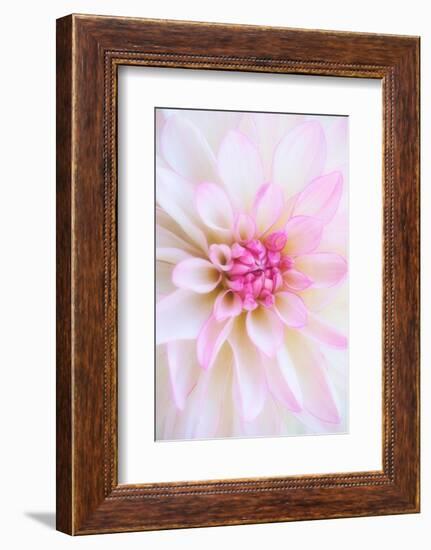 Dahlia-Heidi Westum-Framed Photographic Print