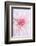 Dahlia-Heidi Westum-Framed Photographic Print