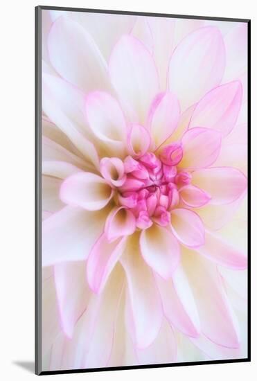 Dahlia-Heidi Westum-Mounted Photographic Print