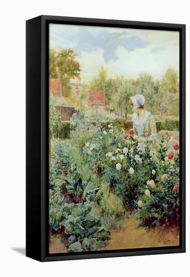 Dahlias, 1896-Alfred Augustus Glendenning-Framed Premier Image Canvas