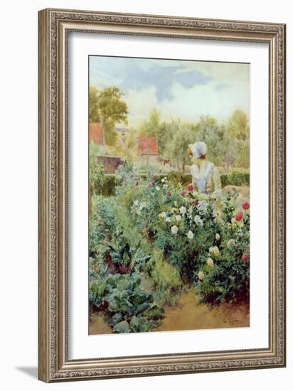 Dahlias, 1896-Alfred Augustus Glendenning-Framed Giclee Print