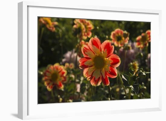 Dahlias, Dahlia Farm, Canby, Oregon, USA-Michel Hersen-Framed Photographic Print