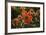 Dahlias, Dahlia Farm, Canby, Oregon, USA-Michel Hersen-Framed Photographic Print