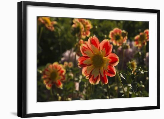 Dahlias, Dahlia Farm, Canby, Oregon, USA-Michel Hersen-Framed Photographic Print