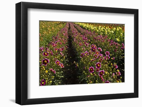 Dahlias, Dahlia Farm, Canby, Oregon, USA-Michel Hersen-Framed Photographic Print