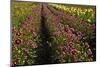 Dahlias, Dahlia Farm, Canby, Oregon, USA-Michel Hersen-Mounted Photographic Print