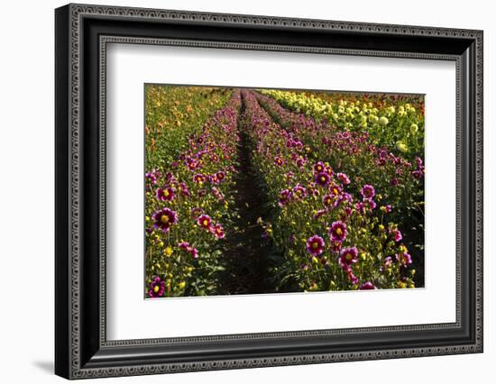 Dahlias, Dahlia Farm, Canby, Oregon, USA-Michel Hersen-Framed Photographic Print