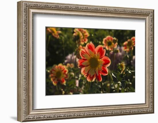 Dahlias, Dahlia Farm, Canby, Oregon, USA-Michel Hersen-Framed Photographic Print