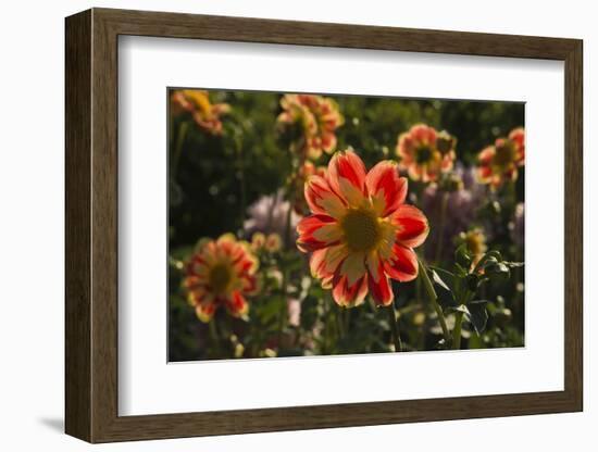 Dahlias, Dahlia Farm, Canby, Oregon, USA-Michel Hersen-Framed Photographic Print