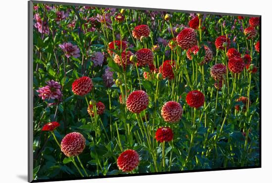 Dahlias, Dahlia Farm, Canby, Oregon, USA-Michel Hersen-Mounted Photographic Print