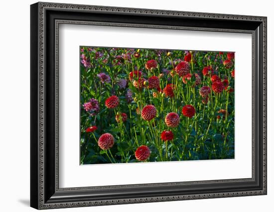 Dahlias, Dahlia Farm, Canby, Oregon, USA-Michel Hersen-Framed Photographic Print