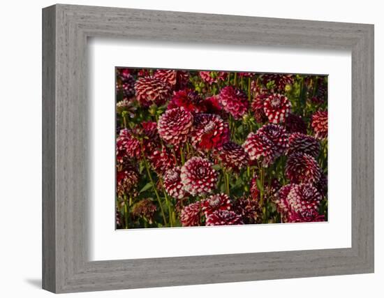 Dahlias, Dahlia Farm, Canby, Oregon, USA-Michel Hersen-Framed Photographic Print