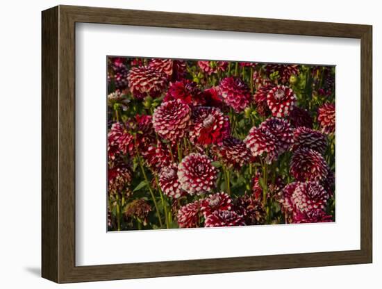 Dahlias, Dahlia Farm, Canby, Oregon, USA-Michel Hersen-Framed Photographic Print