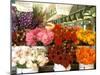 Dahlias For Sale at the Pike Street Market, Seattle, Washington, USA-null-Mounted Photographic Print