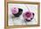 Dahlias, Pink, Shells, Black, Wood-Andrea Haase-Framed Premier Image Canvas