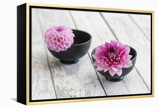 Dahlias, Pink, Shells, Black, Wood-Andrea Haase-Framed Premier Image Canvas