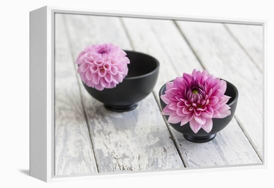 Dahlias, Pink, Shells, Black, Wood-Andrea Haase-Framed Premier Image Canvas