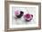 Dahlias, Pink, Shells, Black, Wood-Andrea Haase-Framed Photographic Print