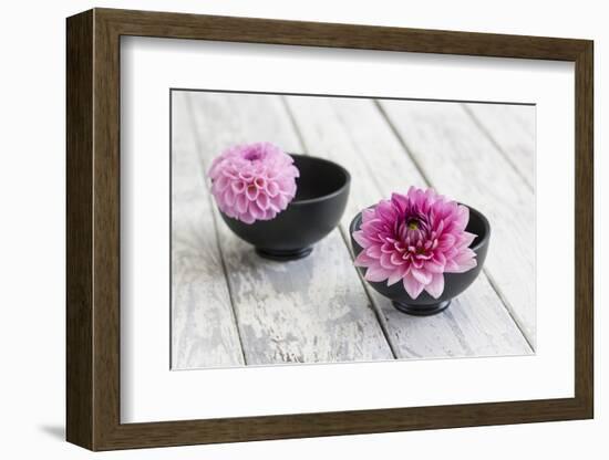 Dahlias, Pink, Shells, Black, Wood-Andrea Haase-Framed Photographic Print