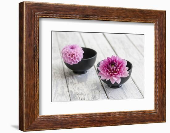 Dahlias, Pink, Shells, Black, Wood-Andrea Haase-Framed Photographic Print