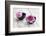 Dahlias, Pink, Shells, Black, Wood-Andrea Haase-Framed Photographic Print