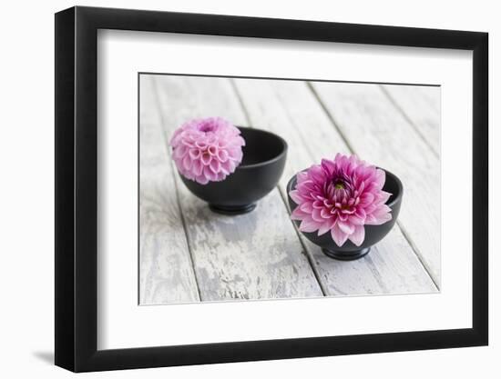 Dahlias, Pink, Shells, Black, Wood-Andrea Haase-Framed Photographic Print