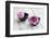 Dahlias, Pink, Shells, Black, Wood-Andrea Haase-Framed Photographic Print