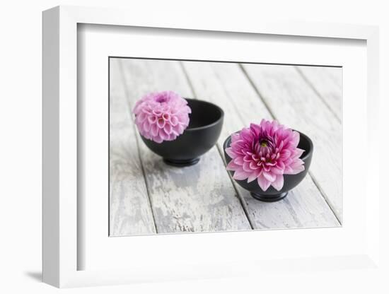 Dahlias, Pink, Shells, Black, Wood-Andrea Haase-Framed Photographic Print