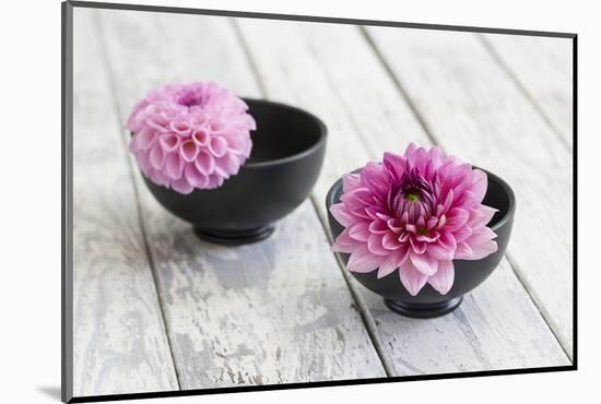 Dahlias, Pink, Shells, Black, Wood-Andrea Haase-Mounted Photographic Print