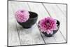 Dahlias, Pink, Shells, Black, Wood-Andrea Haase-Mounted Photographic Print