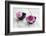 Dahlias, Pink, Shells, Black, Wood-Andrea Haase-Framed Photographic Print