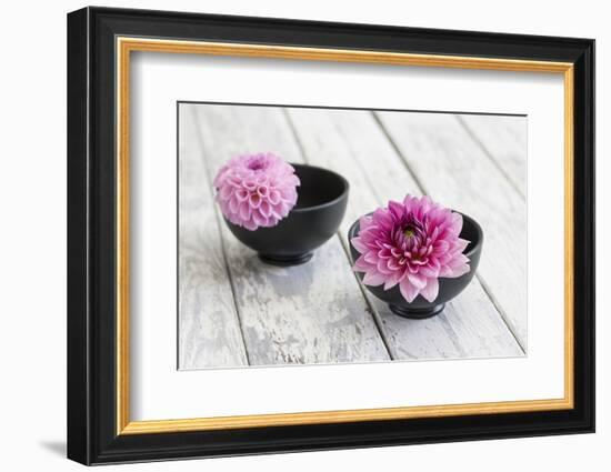 Dahlias, Pink, Shells, Black, Wood-Andrea Haase-Framed Photographic Print