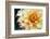 Dahlias-Angela Marsh-Framed Photographic Print