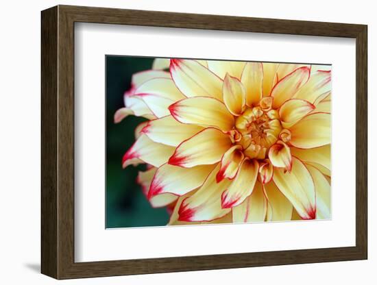 Dahlias-Angela Marsh-Framed Photographic Print