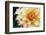 Dahlias-Angela Marsh-Framed Photographic Print