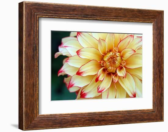 Dahlias-Angela Marsh-Framed Photographic Print