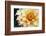 Dahlias-Angela Marsh-Framed Photographic Print