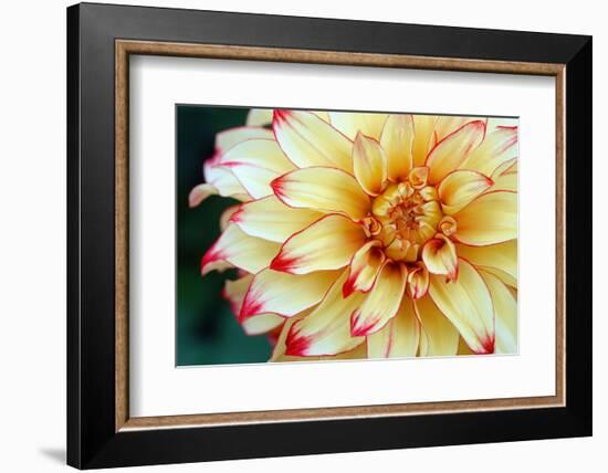 Dahlias-Angela Marsh-Framed Photographic Print