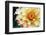 Dahlias-Angela Marsh-Framed Photographic Print