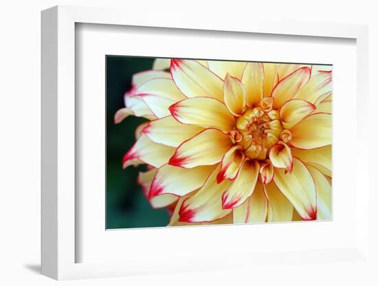 Dahlias-Angela Marsh-Framed Photographic Print