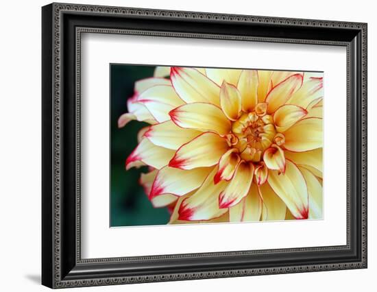 Dahlias-Angela Marsh-Framed Photographic Print